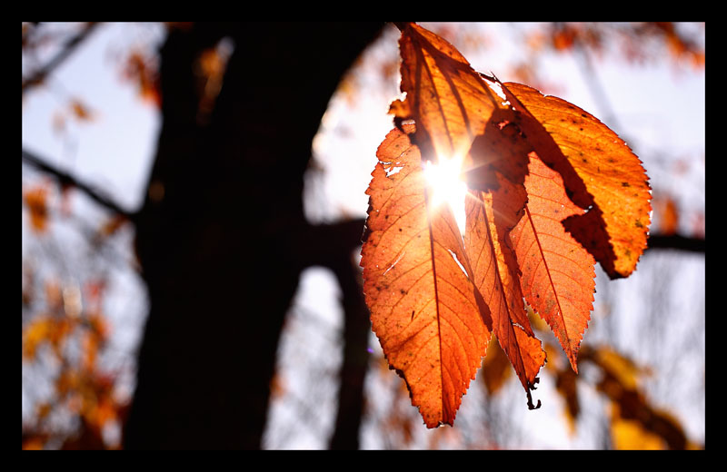 Foglie Autunno IMG_0850 small